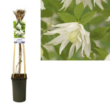 Clematis alp. 'Albina Plena' + Light Label - Ø17cm - ↕75cm