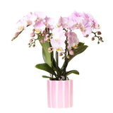 Orchidée Phalaenopsis rose avec pot rayé rose