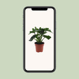 Philodendron Atom - Ø12cm - ↕25cm