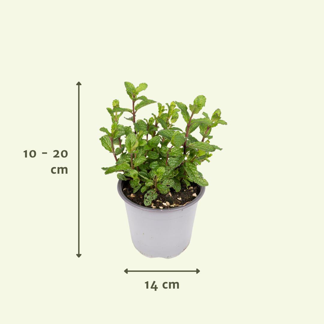 Mélange d'herbes du jardin dans un pot de 18 cm, verdure luxueuse