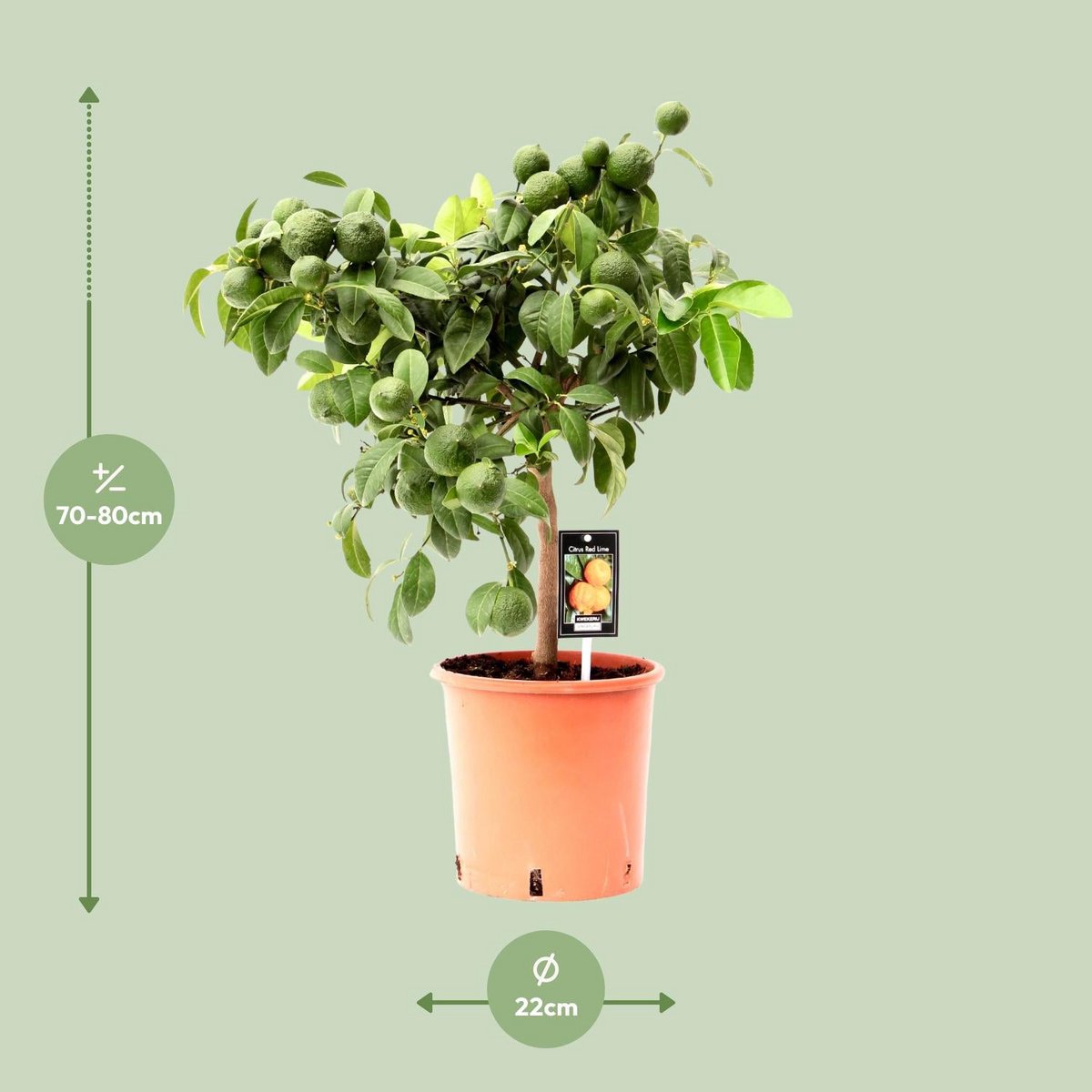 Citron rouge citrus - Ø22 cm - ↕80cm