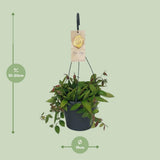Hoya Gracilix - Ø19cm - ↕20cm
