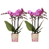 Lot de 2 orchidées Phalaenopsis en pot 9 cm