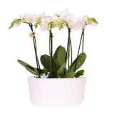 Lot de 3 orchidées blanches avec pot Como et réservoir d'eau