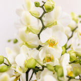 Lot de 3 orchidées blanches Lausanne et 3 plantes vertes en pot coton 9 cm