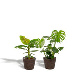 Lot de 2 plantes Monstera et Musa nain Cavendish