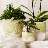 Société Kolibri | Offre combinée | Bloom sierpot vert – set 6 cm + 9 cm + 12 cm