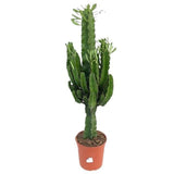 Euphorbia Erythrée - Ø21cm - ↕100cm