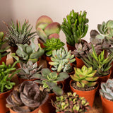Mélange succulent - 20 pièces - 7 cm - Ø5.5