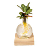 Calathea en verre Samoa avec éclairage LED - ø12cm - ↕10cm