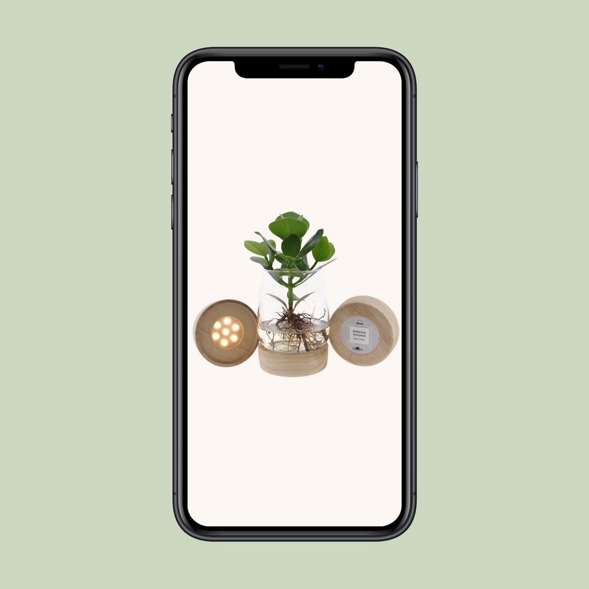 Clusia à Kingston Glas + LED - Plante d'intérieur avec feuillage vert éclatant