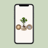 Clusia à Kingston Glas + LED - Plante d'intérieur avec feuillage vert éclatant