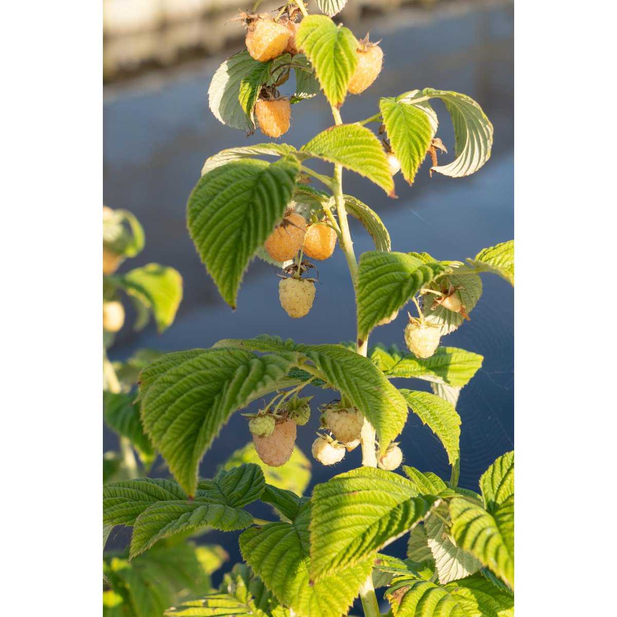 Framboisier Rubus 'Sugana' jaune 45 cm
