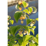 Framboisier Rubus 'Sugana' jaune 45 cm