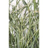 Panicum virgatum 'Prairie Sky' - Ø19cm - ↕50cm