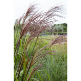 Plante artificielle Miscanthus sinensis naturel