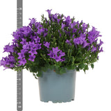 Lot de 12 campanules violettes en pot 12 cm couvre-sol