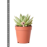 Plante artificielle succulente Echeveria Miranda verte Ø9 cm