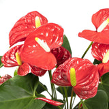 Anthurium Rouge - Plante Flamant - Ø17cm - ↕55cm