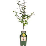 Cydonia oblonga 'Leskovacks' - Ø23cm - ↕120cm