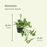 Lot de 2 plantes artificielles Epipremnum doré Ø15 cm