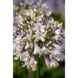 Agapanthus Fireworks - Ø23cm - ↕40cm - Ø23 - ↨40cm