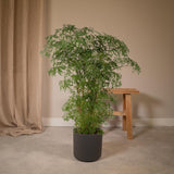 Polyscias fruticosa - Aralia - Ø21cm - ↕75cm