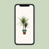 Dracaena margina bicolor - Ø19cm - ↕70cm