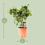 Citron rouge citrus - Ø22 cm - ↕75cm