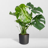 Monstera Deliciosa - Plante en trou - Ø21cm - ↕65cm