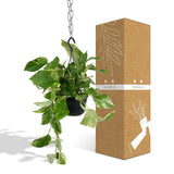 Reine de marbre Epipremnum - Scindapsus - Ø15cm - ↕25cm