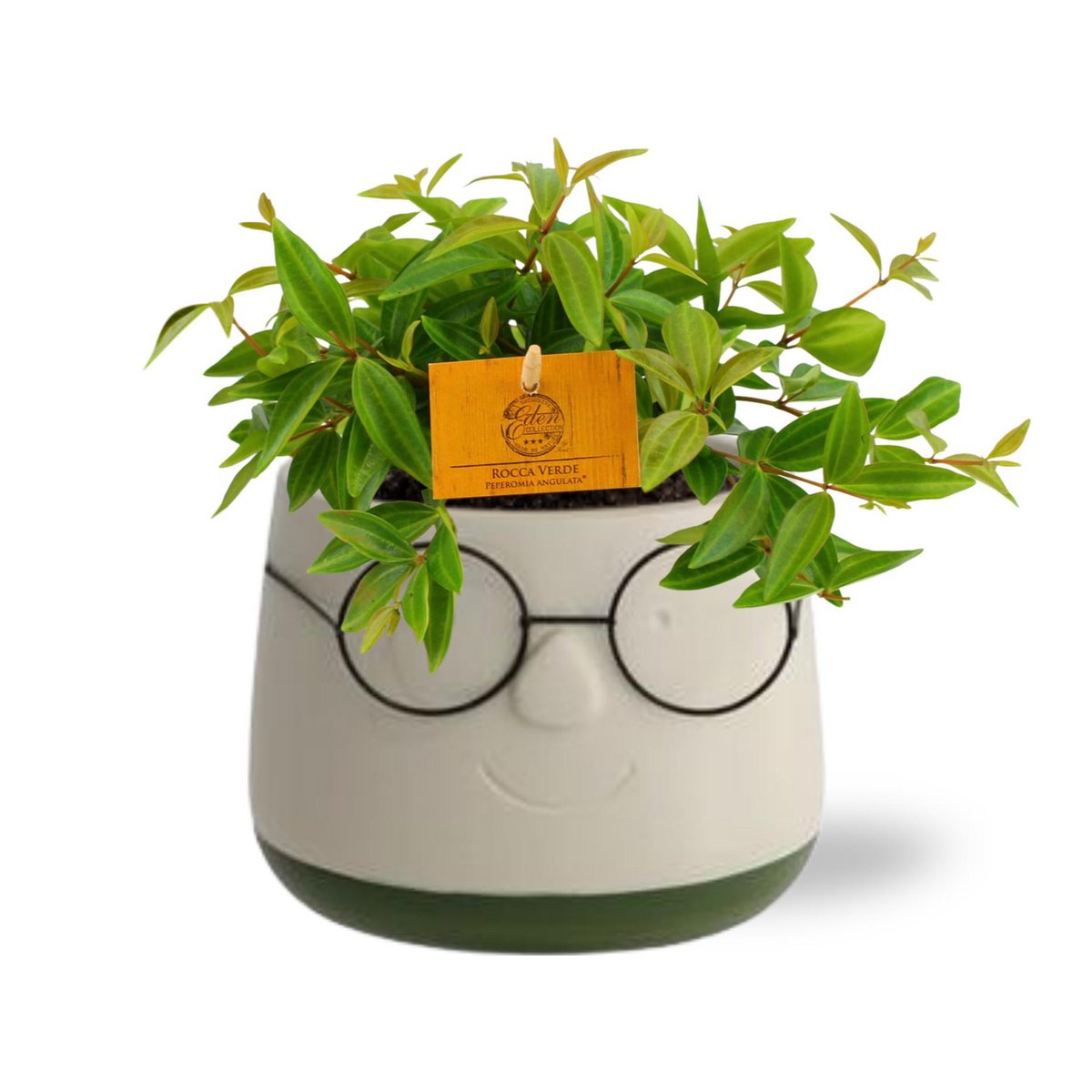 Peperomia Ang. Viva Rocca dans un pot brillant, plante verte élégante