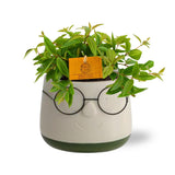 Peperomia Ang. Viva Rocca dans un pot brillant, plante verte élégante