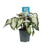 Plante Caladium blanc Ø12 cm hauteur 25 cm