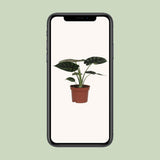 ALOCASIA DRAGON SCALE - Ø17cm - ↕35cm