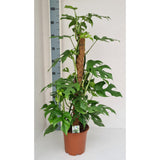 Monstera Minima - Ø19cm - ↕80cm