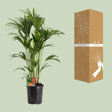 Howea Forstesteriana - Ø24cm - ↕120cm