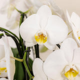 Lot de 3 orchidées blanches Niagara en panier en osier 12 cm