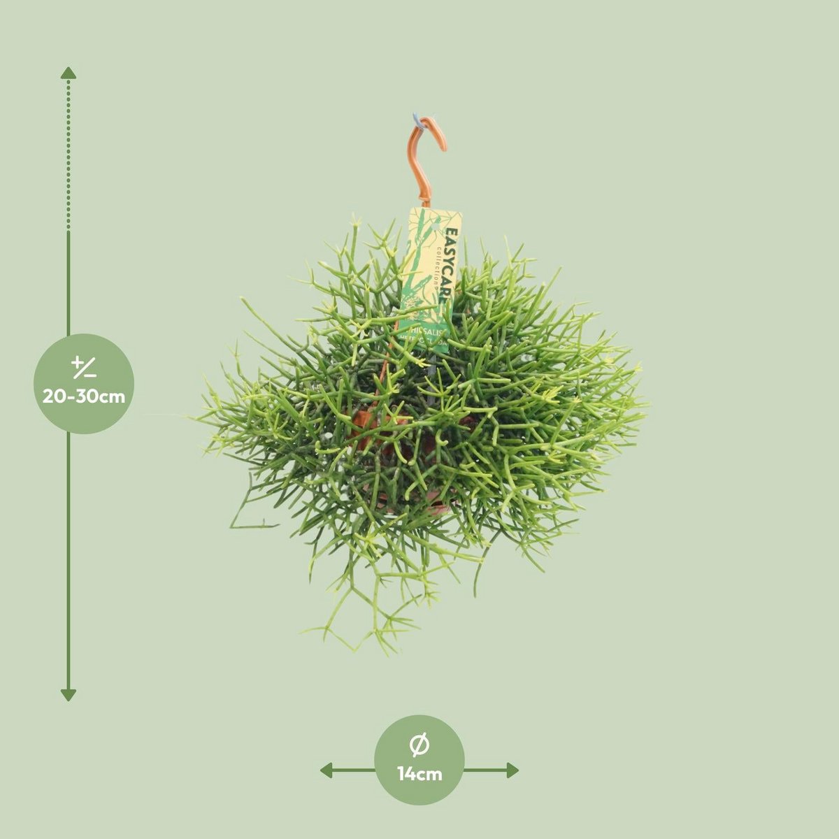 Rhipsalis Heteroclada - Ø14 ↕25