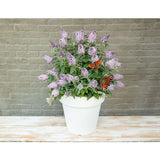 Buddleja Dav. 'Butterfly Candy Lila Sweetheart' - Ø19cm - ↕25cm