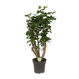 Polyscias citron - Ø24cm - ↕95cm