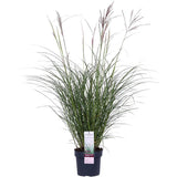 Miscanthus sinensis Ferner Osten - Ø19 - ↨50cm
