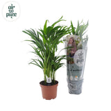 Dypsis Lutescens - Ø17cm - ↕65cm