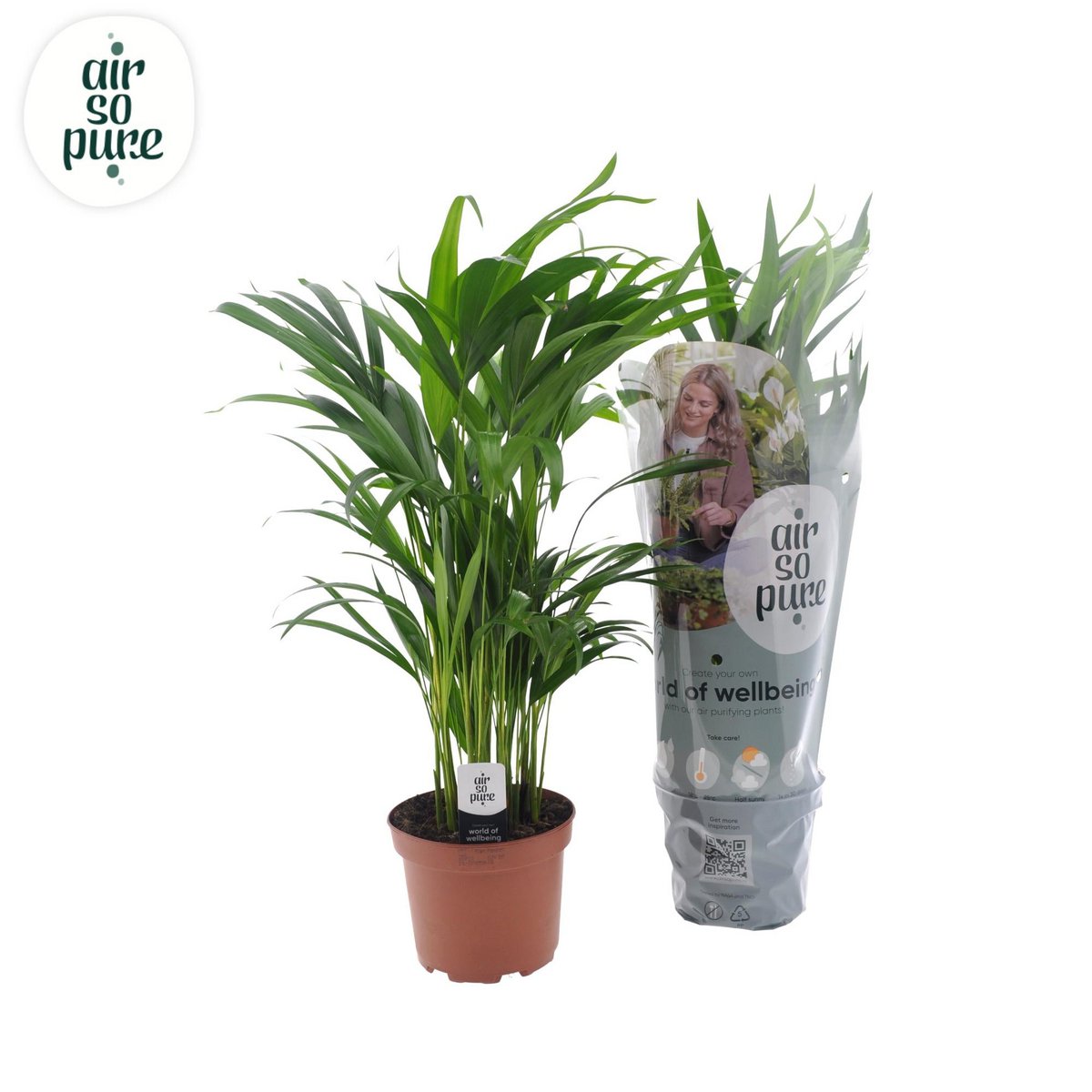 Dypsis Lutescens - Plante d'intérieur élégante avec feuilles vertes luxuriantes