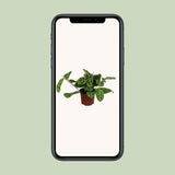 Plante Maranta Leuconeura variée 12 cm