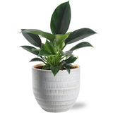 Plante artificielle Philodendron princesse verte Ø12 cm