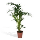 Howea Forstesiana - Kentiapalm - Ø18cm - ↕100cm