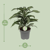 Dracaena Jade Jewel - Ø17cm - ↕50cm