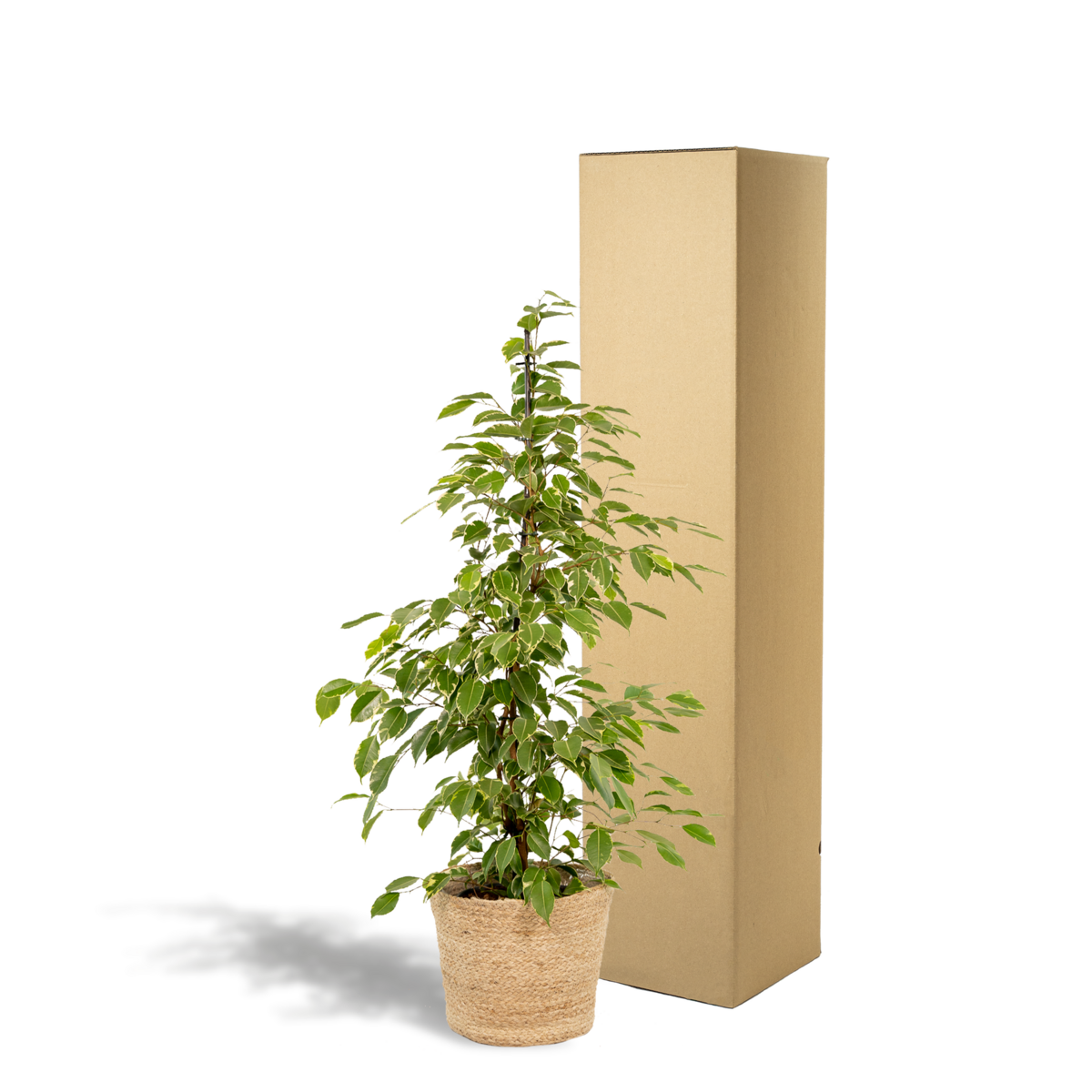Emballage soigneux du Ficus Benjamina Goldenking pour la livraison