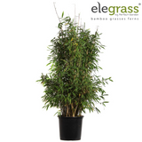 Plante bambou Fargesia murielae hiver noir